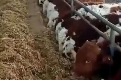 牛喂葡萄糖粉有没有坏处，是没有坏处的