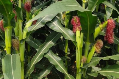 M1830玉米种子简介，出苗至成熟116天左右