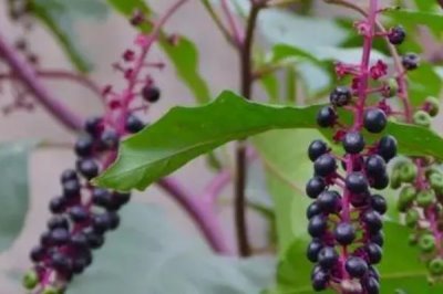 茎紫红商陆与绿茎商陆的区别，来源、植株和作用均不同