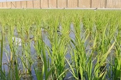 哪种生物群落有海上森林之称,是指红树林