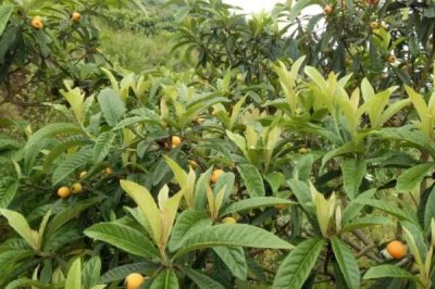 枇杷怎么施肥,幼树的施肥原则为薄肥勤施