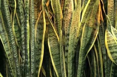 金边虎尾兰怎么养,养殖期间让它时常接触阳光