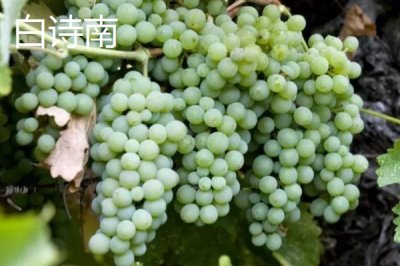 酿制葡萄酒的方法,采摘后需经过多道工序处理才能装瓶