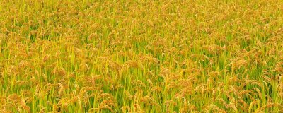 水稻收割前什么时候断水，要根据具体情况灵活掌握