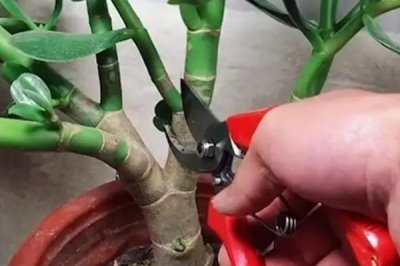 冬季如何养护盆栽玉树,按照宁干勿湿的原则浇水