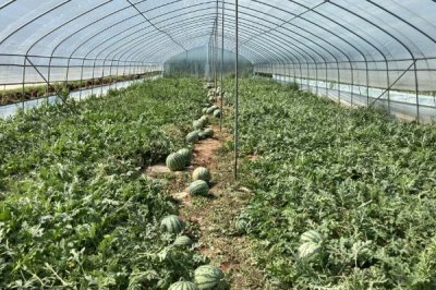 露地西瓜的株距和行距，品种不同株距和行距也不同