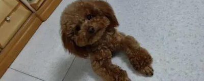 泰迪不吃东西怎么办,可以换一些清淡美味的食物