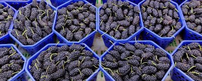 桑葚如何保存保鲜,干制后保存时间最长