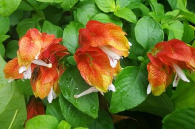 虾衣花的养护方法，控制好光线及温湿度