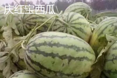 西瓜有哪些常见品种,包括麒麟瓜、黑美人瓜、无籽西瓜等种类