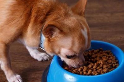 狗狗爱咬东西有哪些原因,可能处在磨牙期