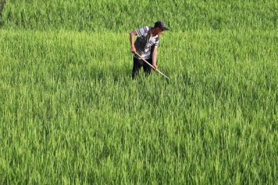 为何既要鼓励农民种地又要控制粮食价格，需通过调控价格确保人民有能力购买