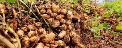 花生收获、留种、晒种和贮藏技术,收获后应带秧倒置在田间晾晒