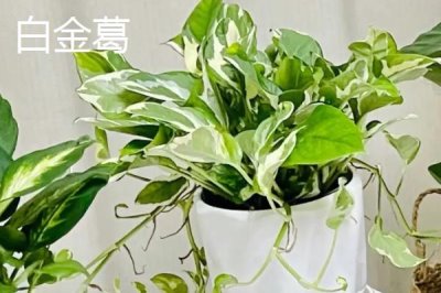 绿萝的品种,包括银星绿萝、霓虹绿萝、斑叶绿萝等种类