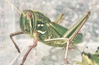 蝗虫是害虫还是益虫,是农业害虫