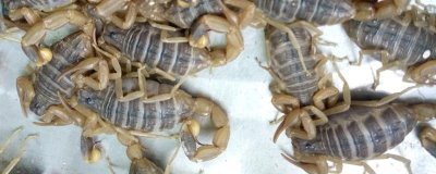 蝎子的养殖方法，合理喂食是成功的关键