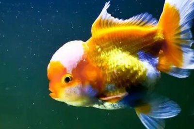 金鱼一般能活多久，一般能活到6、7岁