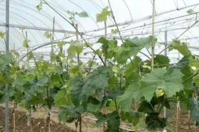 葡萄避雨栽培的优缺点,优点是可减少病害发生、缺点是容易导致枝蔓徒长