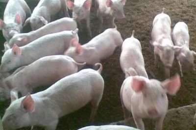 猪身上为何会出现红点,可能是蚊虫叮咬等原因所导致