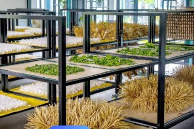 怎么养蚕,先将蚕具和蚕室进行彻底消毒