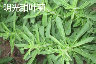 安徽省明光市的特产，明光梅鱼一直列为席上佳肴