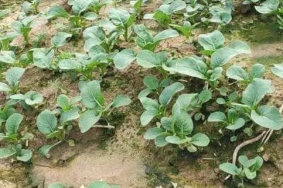 菜苔怎么选种,选择抗病毒性强一些的种子
