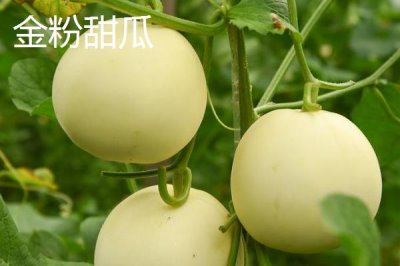南方种甜瓜适合种什么品种,香妃、橙露、羊角蜜等品种皆可选择
