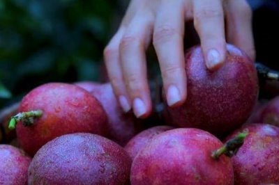 种植百香果的效益，种植当年一亩地可获2500元左右的纯利润