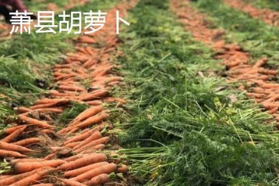 安徽省萧县的特产,高滩萝卜久负盛名