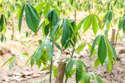 木薯施肥方法,块根膨大期应主施钾肥