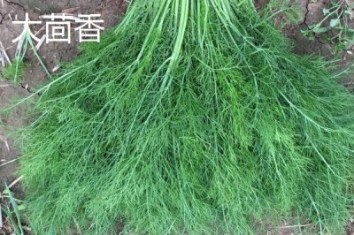 大茴香和小茴香有什么区别,大茴香具有八个角