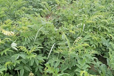 热门的农村水产养殖项目，甲鱼的市场需求目前正平稳上升