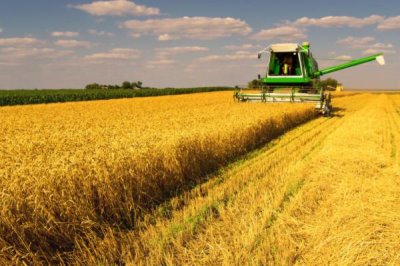 淮麦48小麦品种简介,每亩适宜基本苗14万—22万