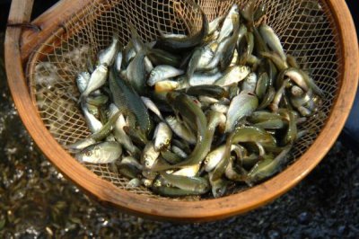 养殖草鱼的要求，水质的酸碱值要保持在7.5-8.5