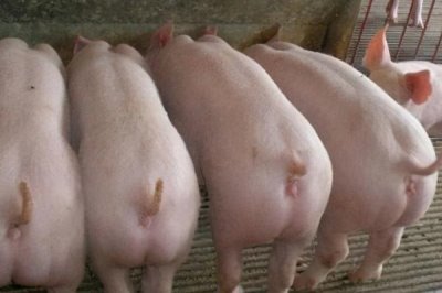 后备母猪初次配种需要几次，通常可人工受精配种2-3次