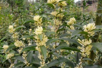 佛顶珠桂花苗的价格,批发价约2-3元/棵