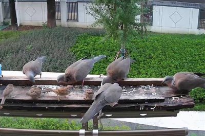 斑鸠的养殖前景，市场需求一直在稳定上升