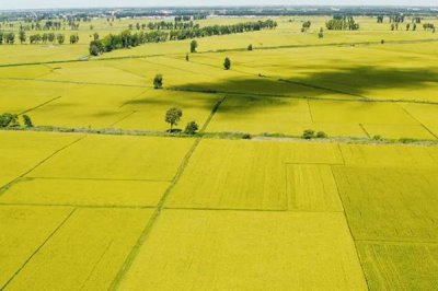 益9优650水稻品种简介,每亩有效穗数17.1万穗