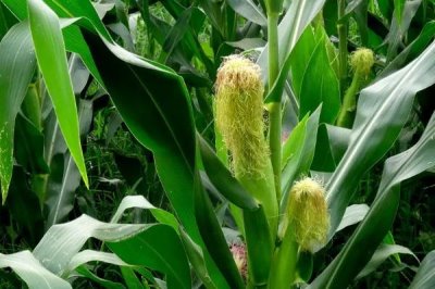 晶玉黑甜玉米种子特点,区试平均生育期88.8天