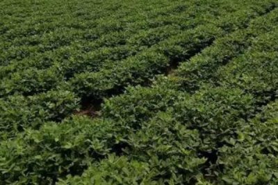 花生亩产量一般能达到多少,产量因品种、土壤等而异