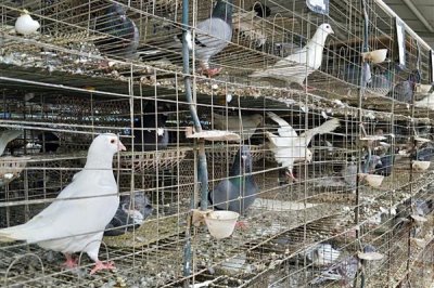 鸽子无精怎么治疗,视情况对种鸽采取减肥、补充维生素等措施