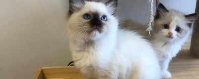 布偶猫怎么养,体重最重的猫之一