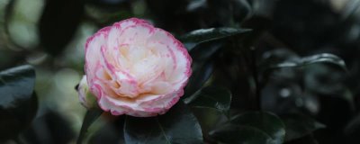 茶花如何繁殖，可扦插也可靠接