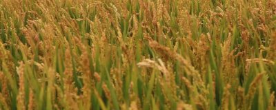 扬粳5118水稻品种的特性,每亩基本苗6万~8万