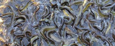 泥鳅的养殖成本，亩投资需要16000-17000元左右