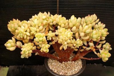 怎么把黄丽养成老桩，要充分晒光并做好浇水施肥工作