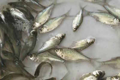 三角鲂鱼苗的价格，价格受产地等影响