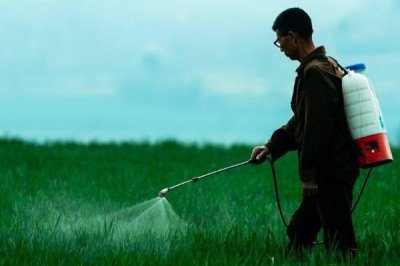 丁草胺除草剂如何在菜地里使用，在播种后出苗前使用