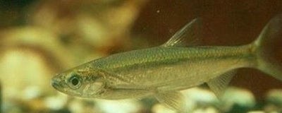 白条鱼和红翅子鱼的区别,白条鱼的体背为青灰色、红翅子鱼背部呈黑灰色