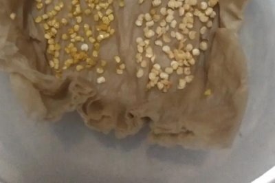 辣椒籽能否直接种植,播种后要注意保持湿度